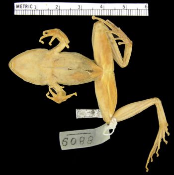 Media type: image; Herpetology A-8809